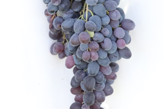 Виноград (Vitis vinifera)